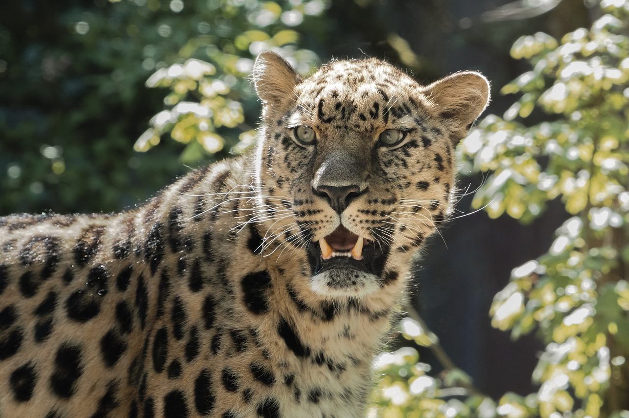 Zoo de Mulhouse