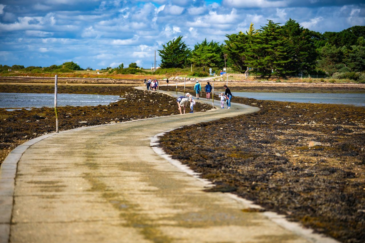 Golfe du Morbihan vasières