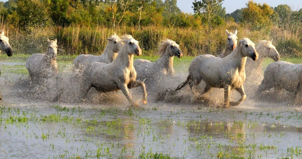 chevaux-camargues