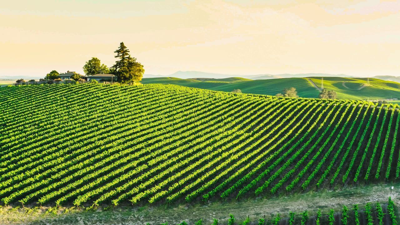 vignoble Cournonsec