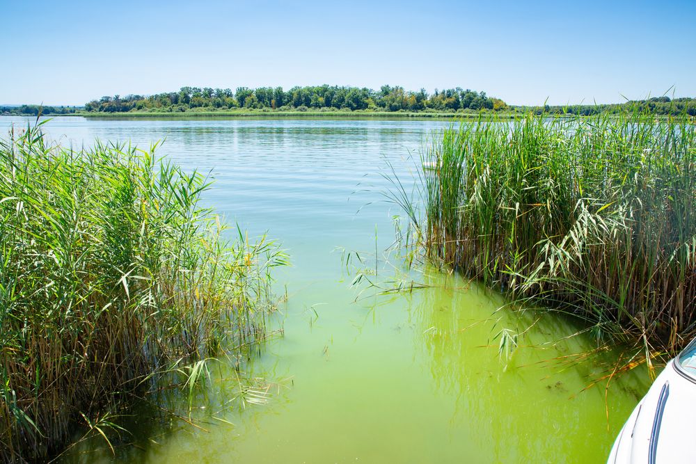 etang-du-stock