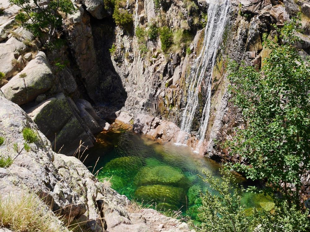 cascade-radule