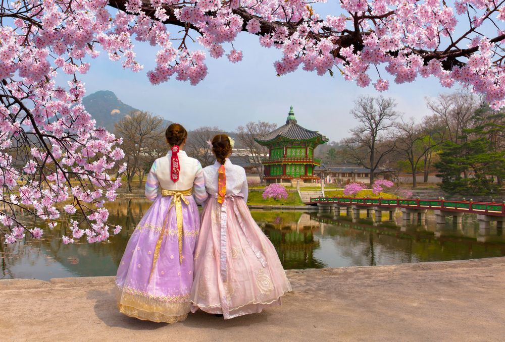 festival-cerisier-en-fleur-seoul