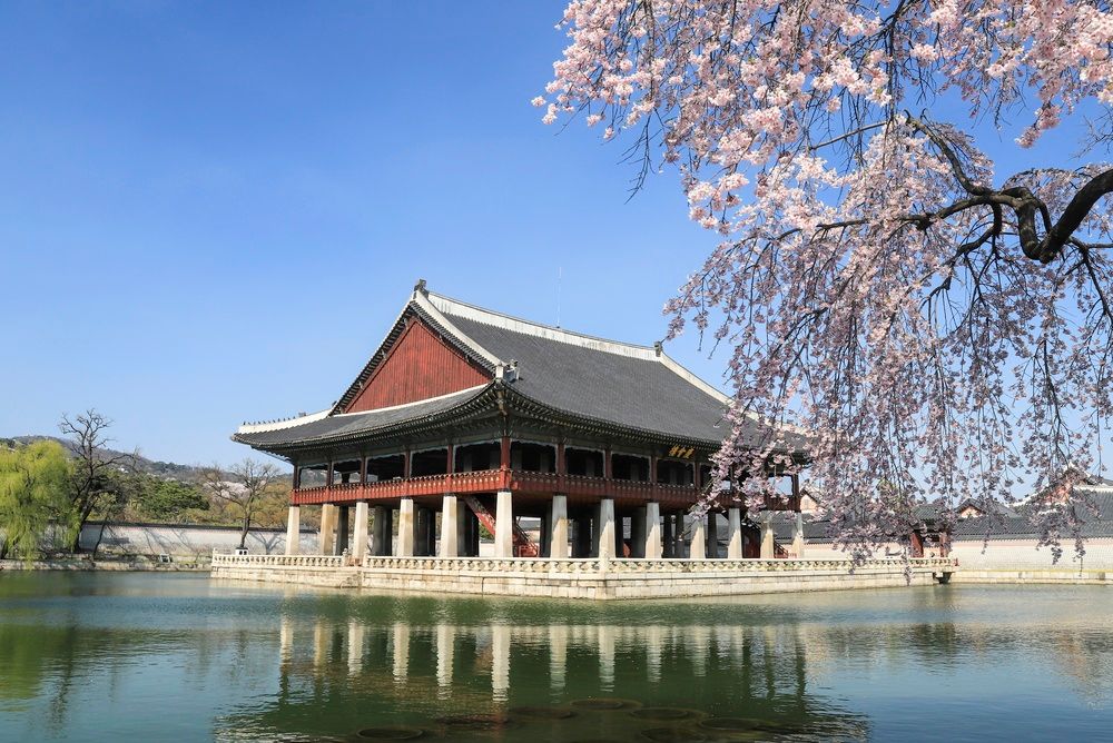 cerisier-en-fleur-palais-gyeongbokgung