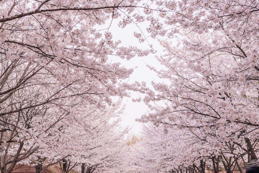 parc-cerisier-en-fleur-seoul