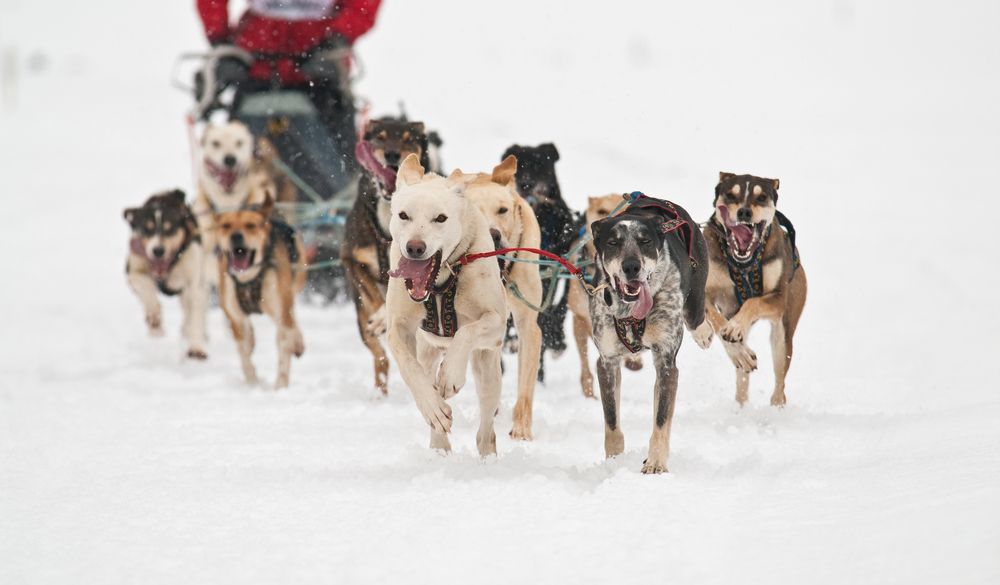chien-de-traineau-isere