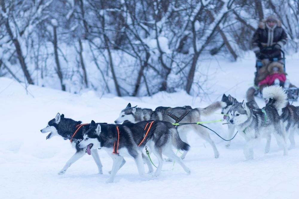 chien-de-traineau-haute-savoie