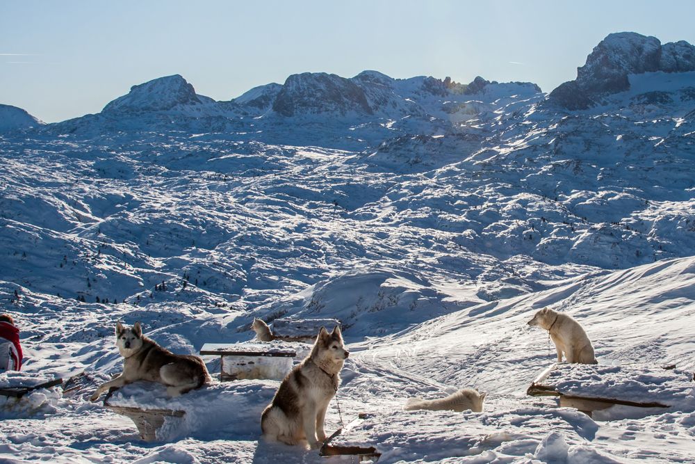 chien-de-traineau-hautes-alpes