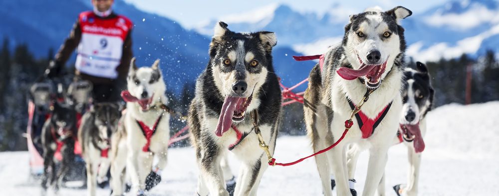 sled-dog-france