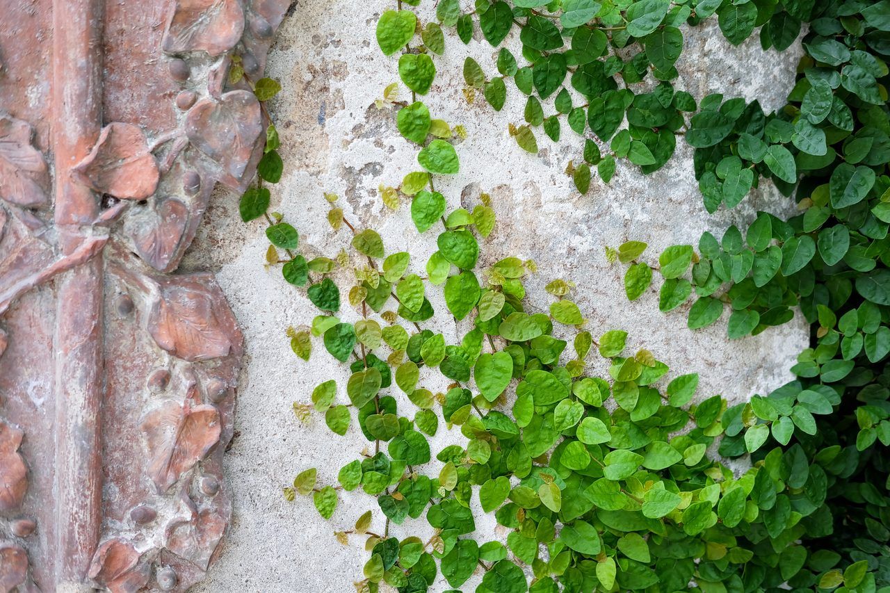 Orto Botanico di Lucca