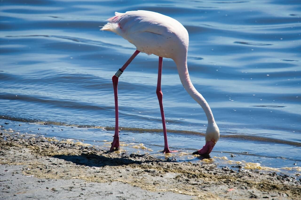 Flamants roses Sardaigne