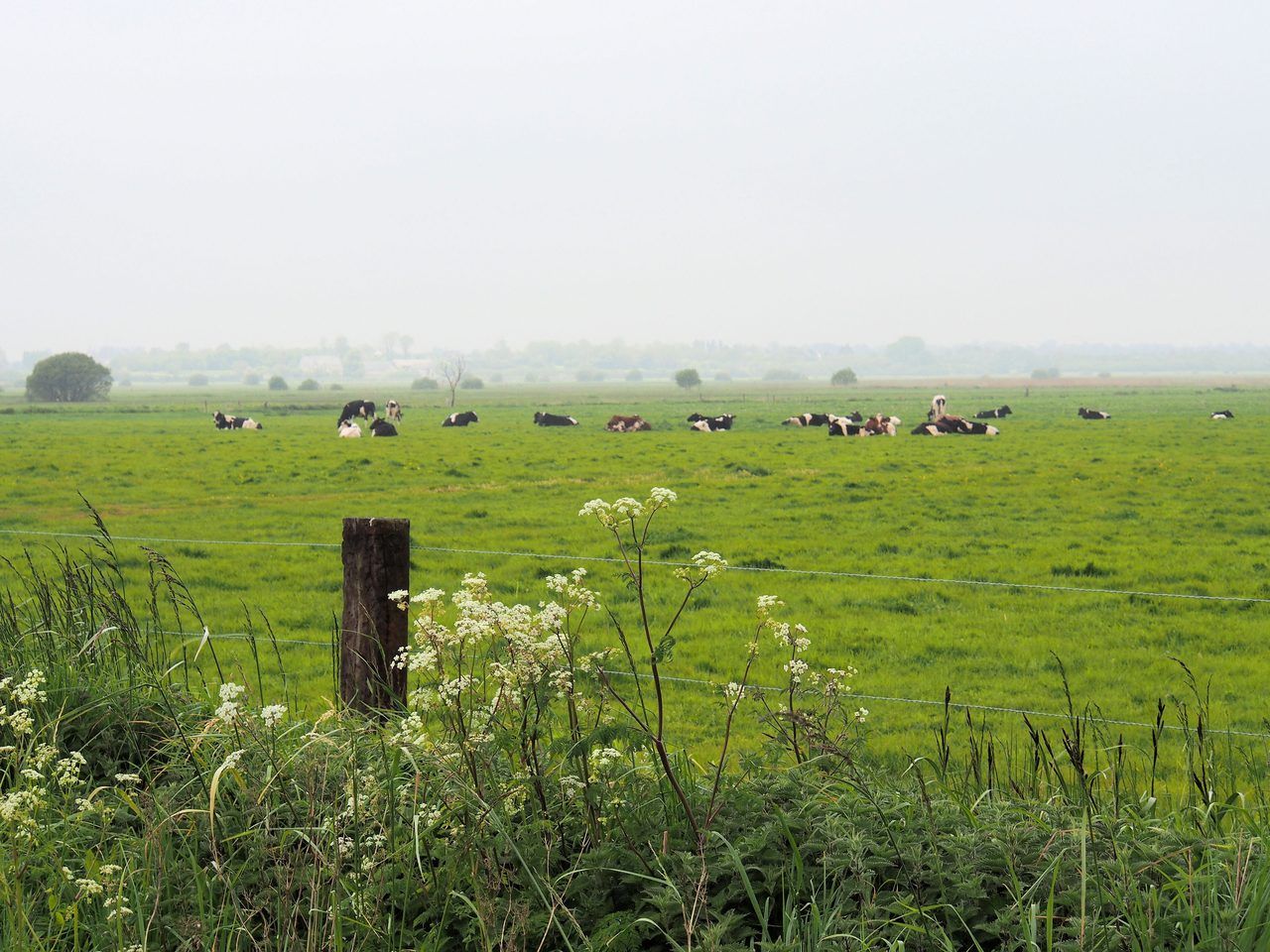 Marais du Cotentin