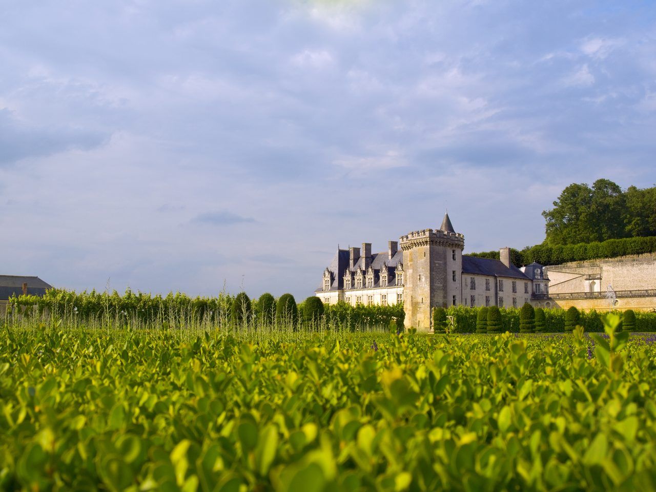 Jardin des simples Villandry