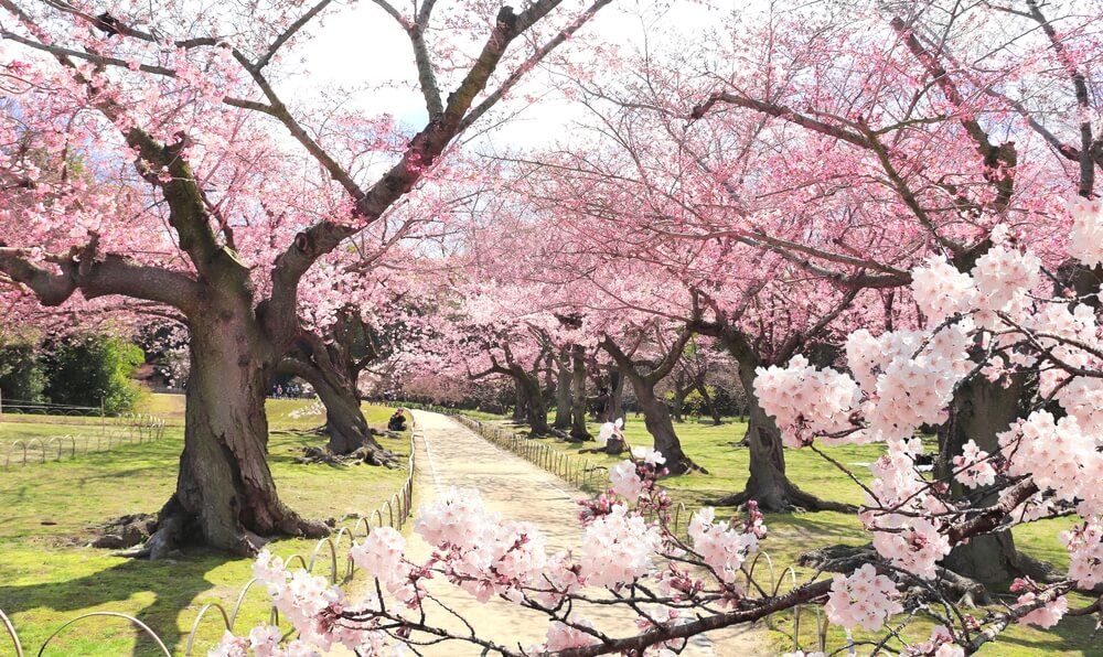 El Hanami Matsuri: la fiesta de los cerezos en flor