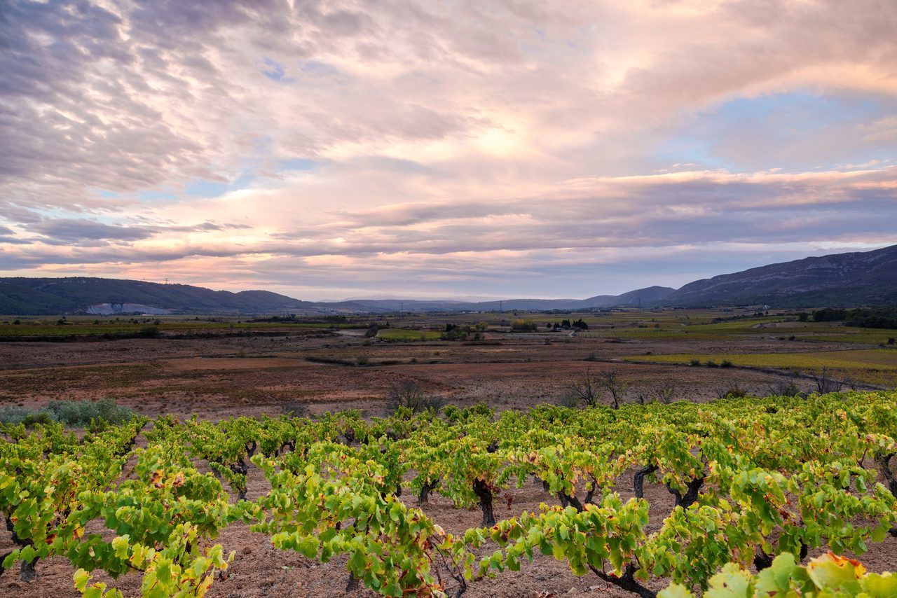 Vignobles Occitanie
