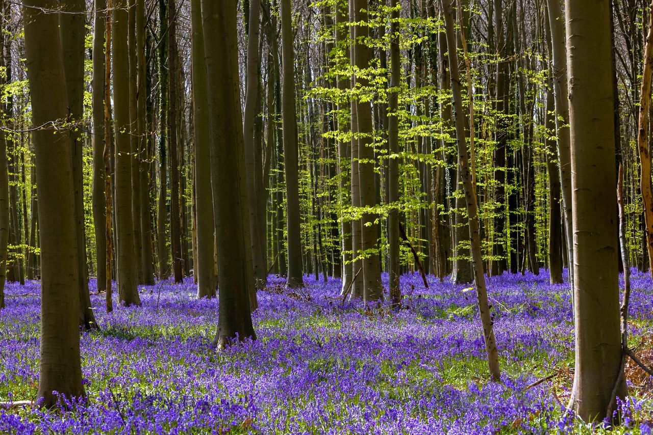 Hallerbos jacinthes