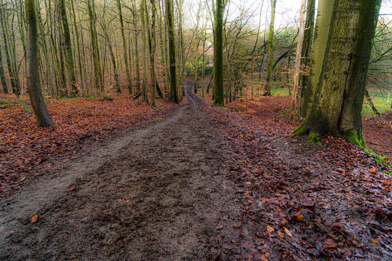 Forêt de Soignes