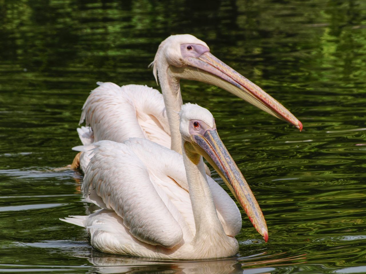 Parc des Oiseaux Villars-les-Dombes