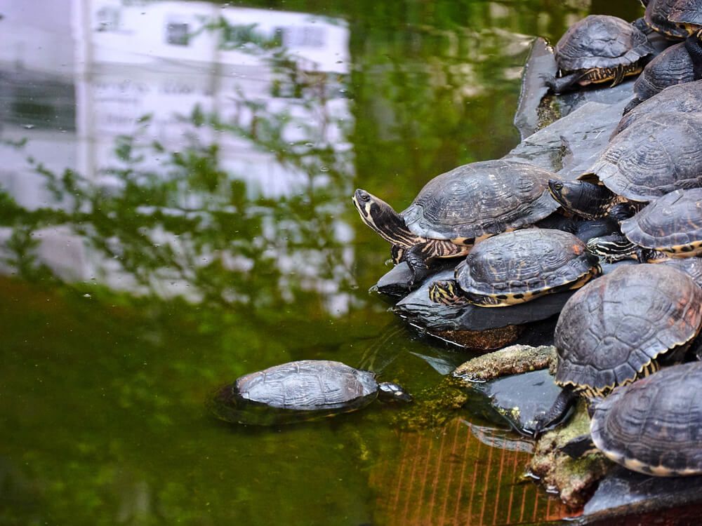Turtles of Atocha Station