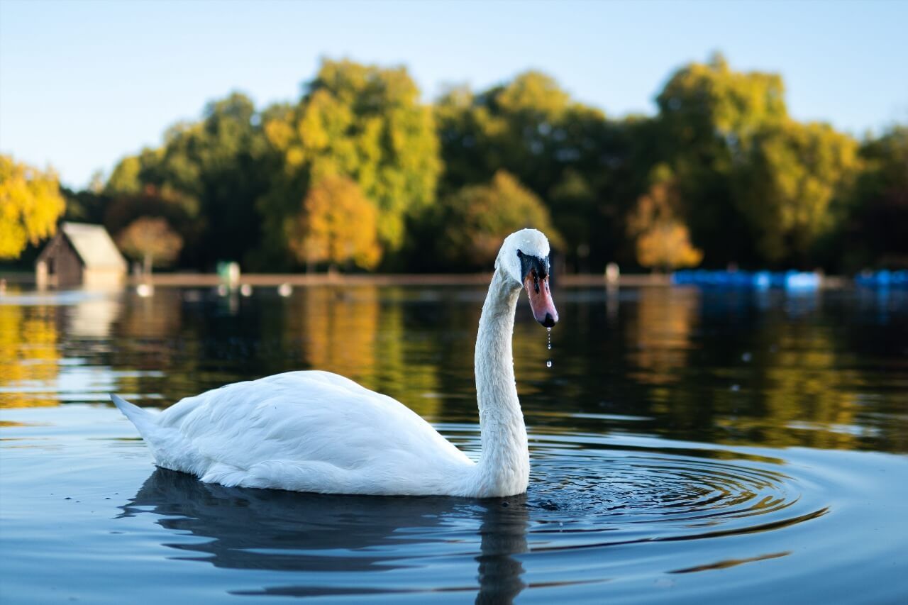 Lac Serpentine Londres