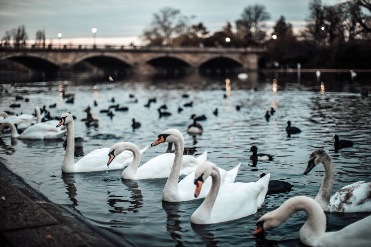 Hyde Park hiver