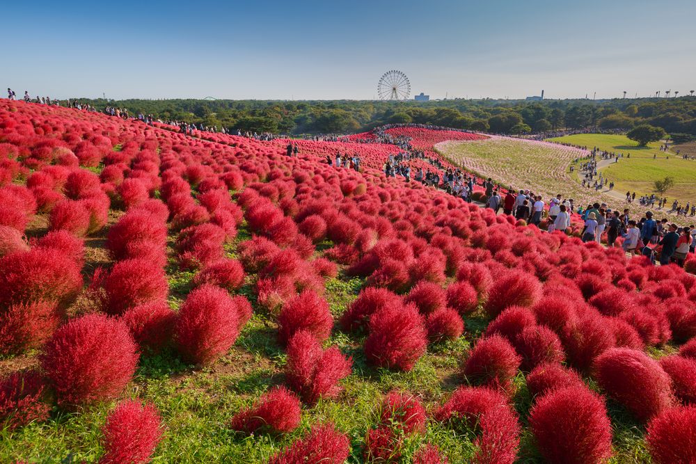 Kochia,With,The,Crowd,In,Kokuei,Hitachi,Seaside,Park,