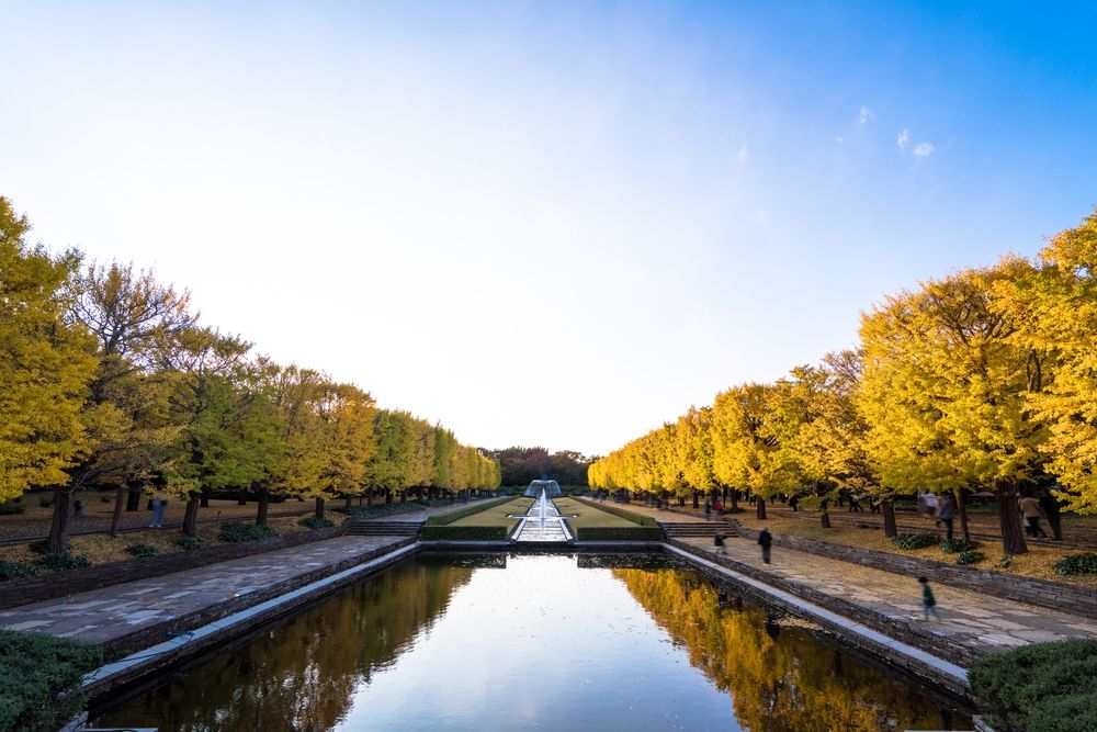 Autumn,Ginkgo,Tree,Tunnels,In,Showa,Memorial,Park
