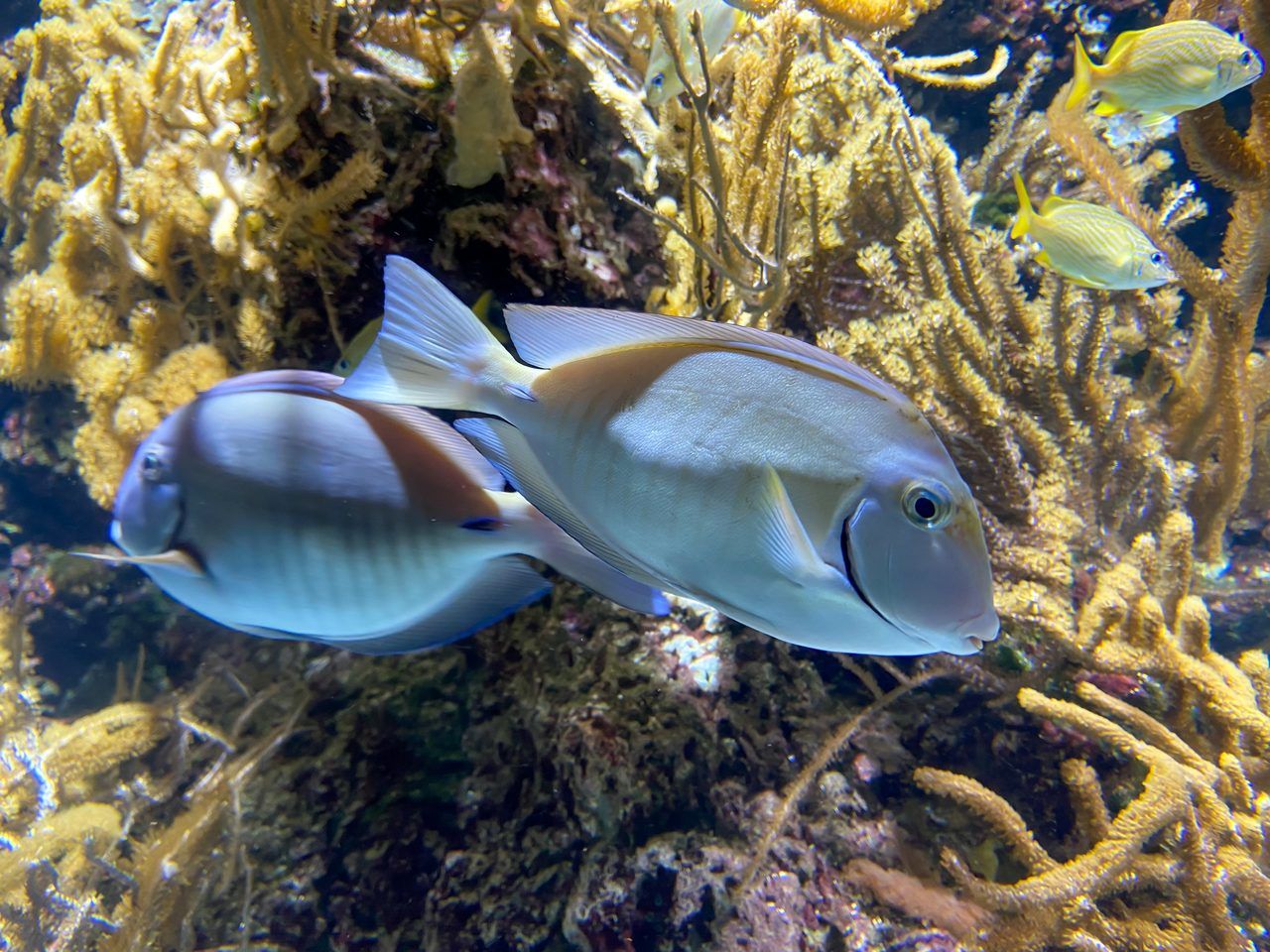Aquarium de La Rochelle