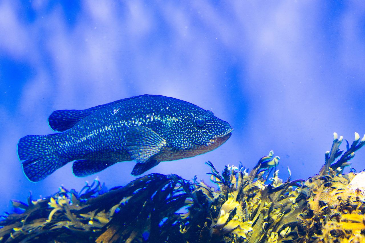 Aquarium La Rochelle