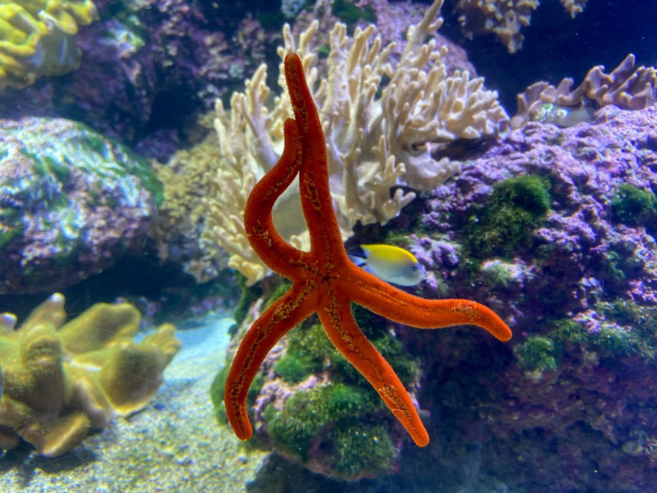 Aquarium La Rochelle