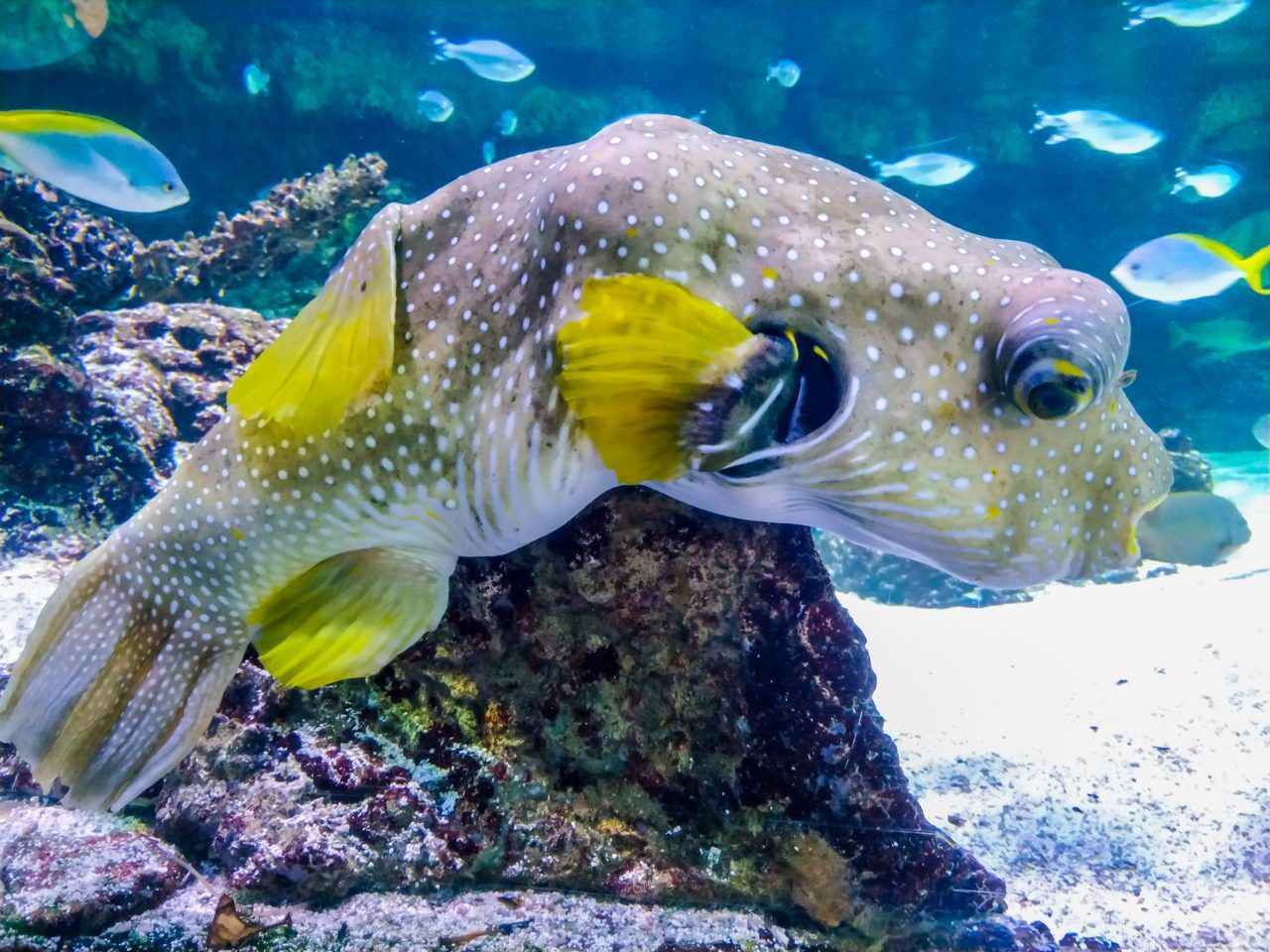 Aquarium de La Rochelle