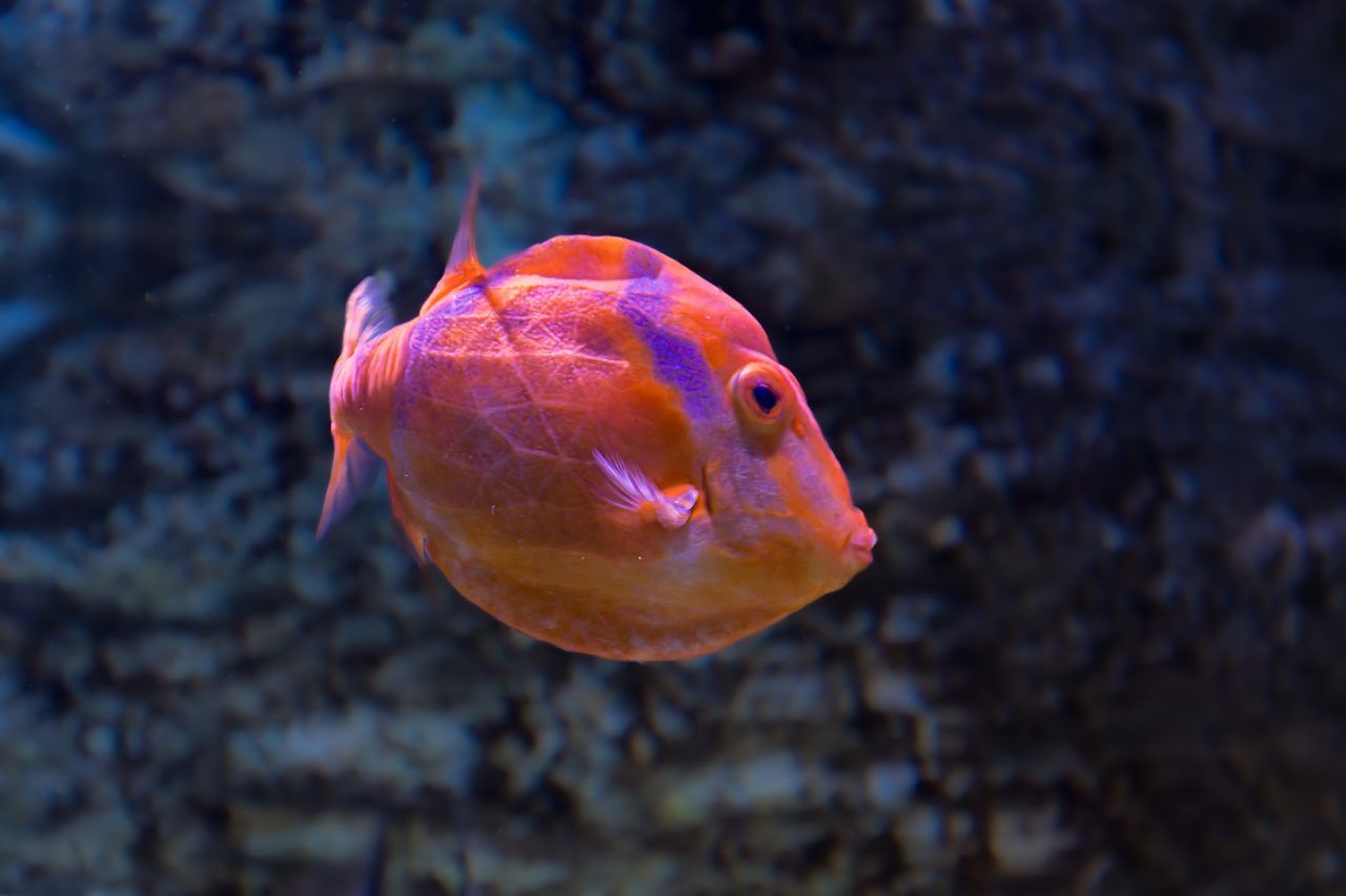 Aquarium La Rochelle