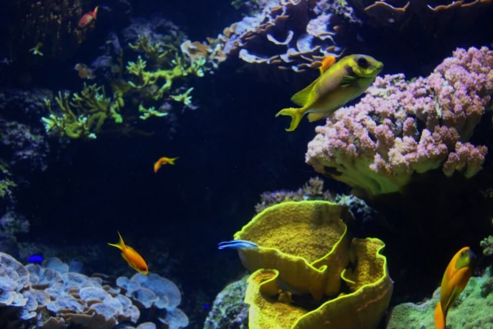 La Rochelle Aquarium, one of the largest in Europe!