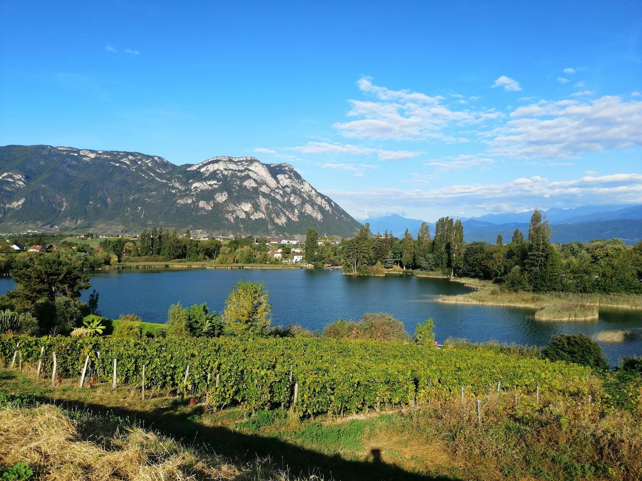Vignoble de Savoie lac