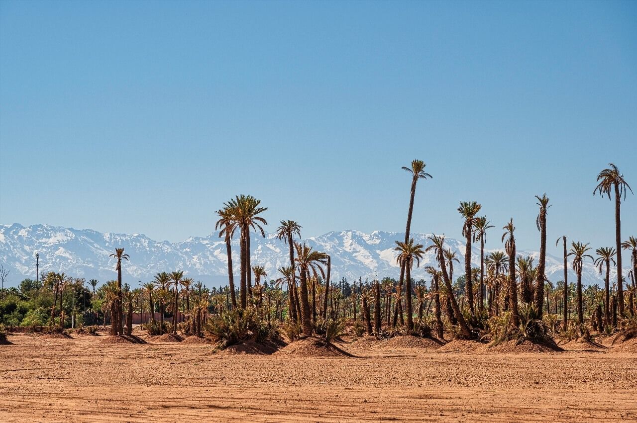 Palmereda de Marrakech