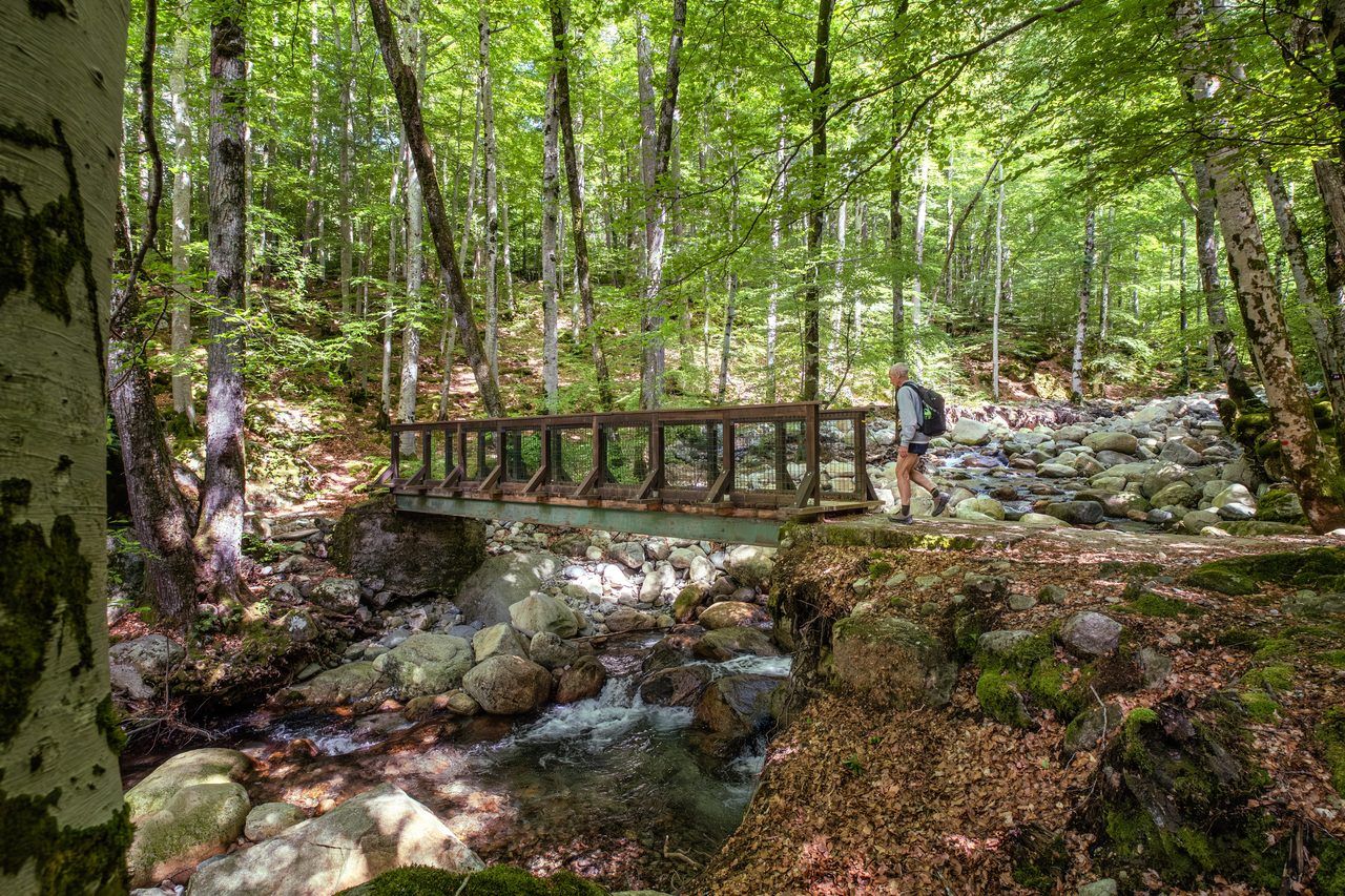 Forêt de Vizzavona