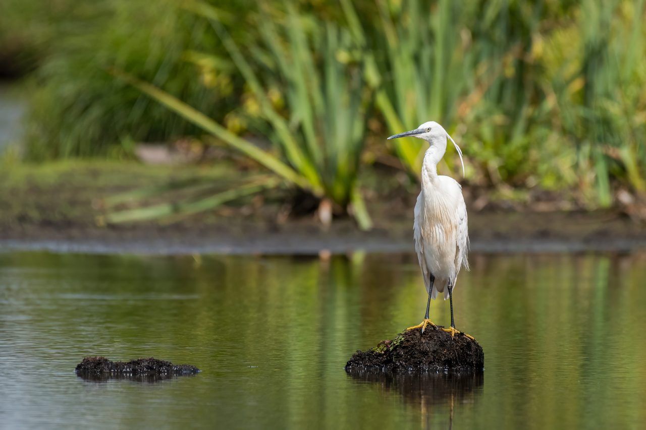 Parc naturel régional de la Grande Brière