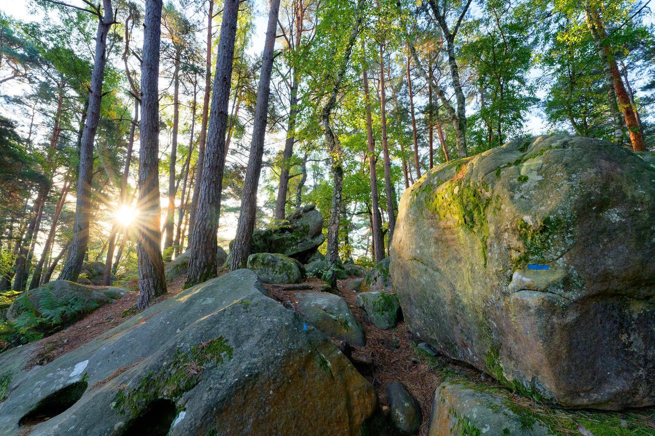 Forêt de Fontainebleau