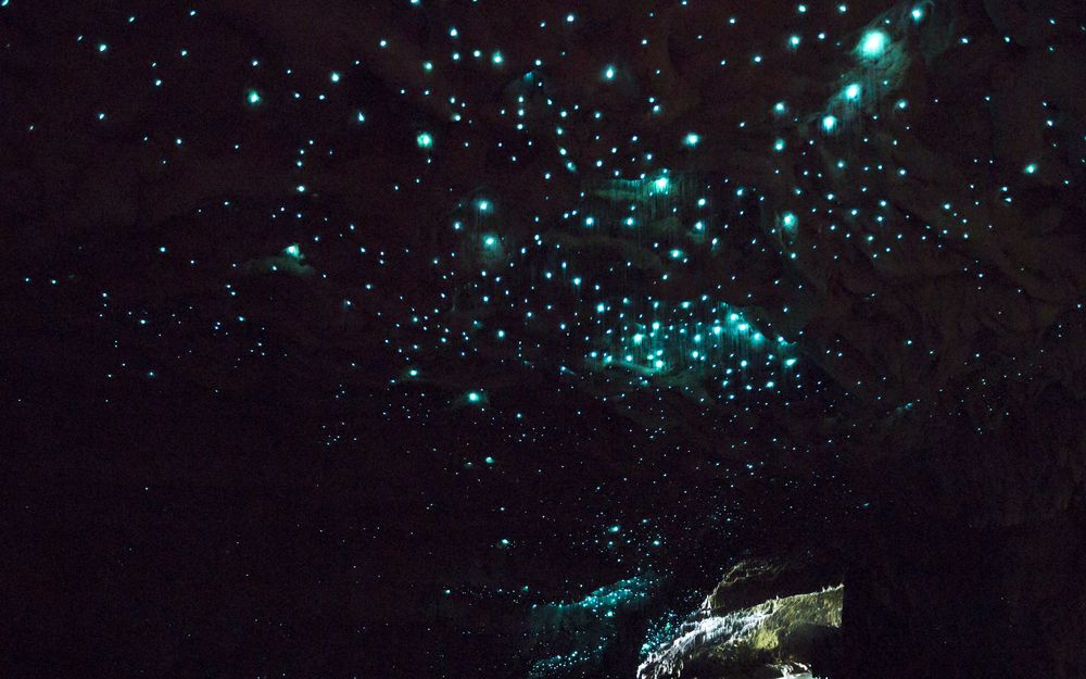 grottes-waitomo