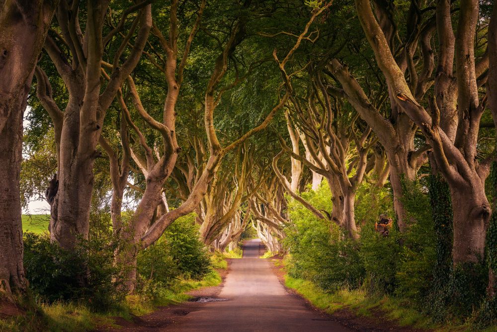 dark-hedges