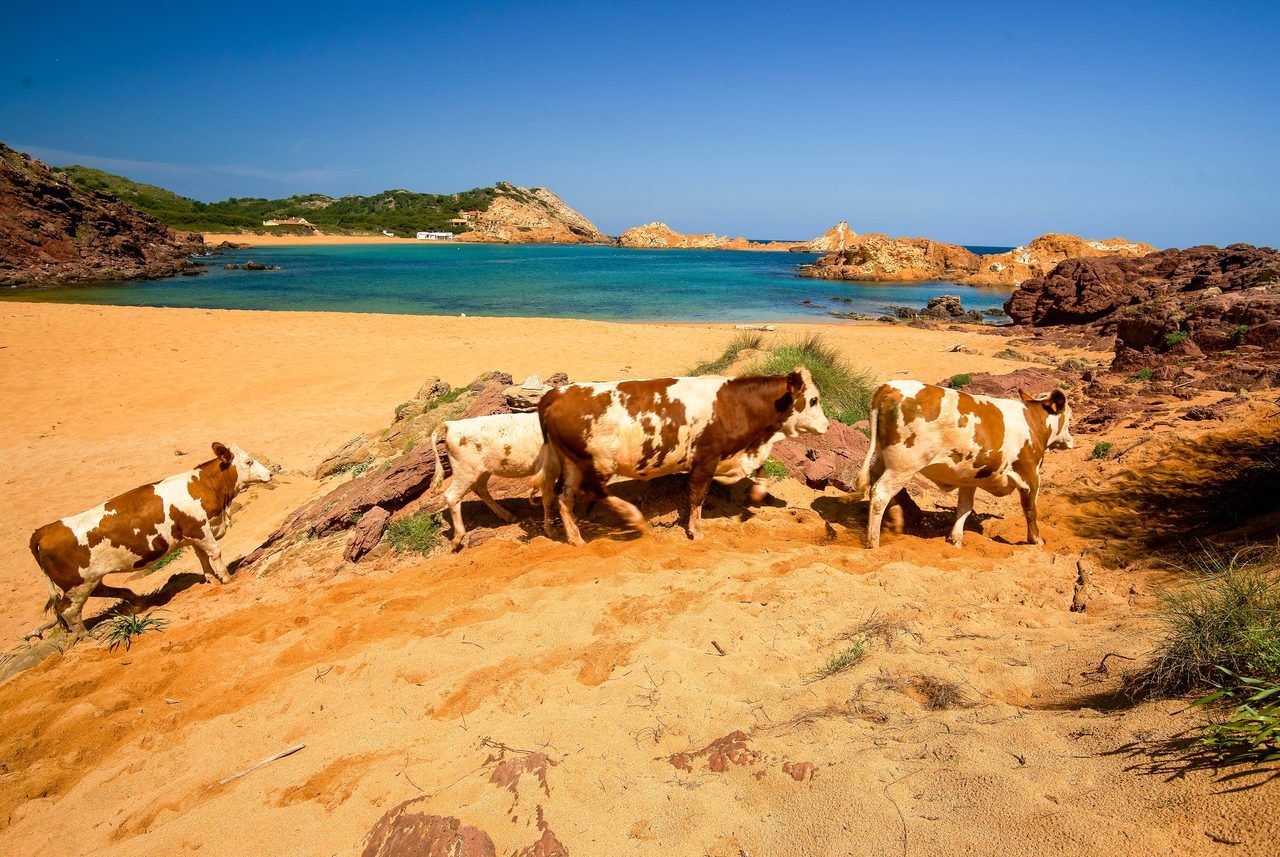 Cala Pregonda
