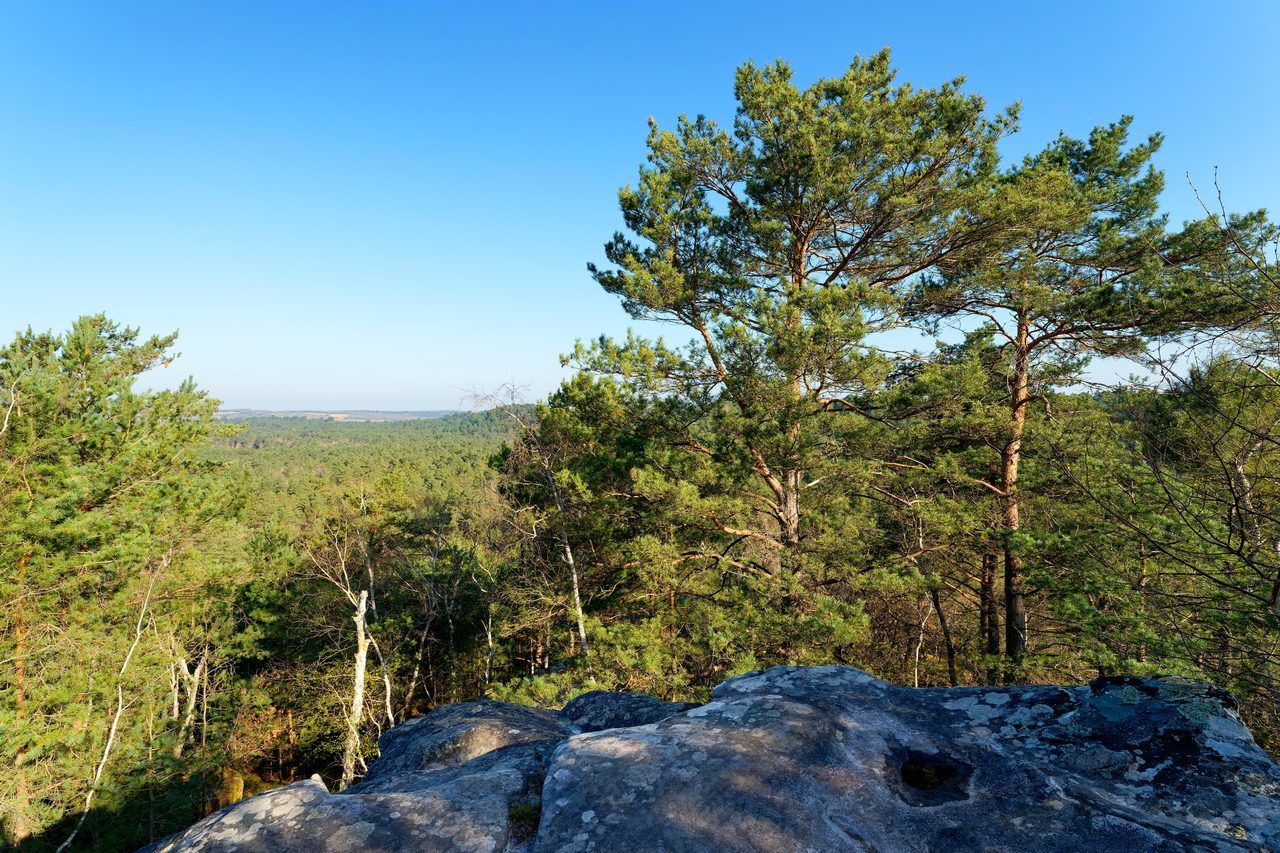 Forêt de Fontainebleau