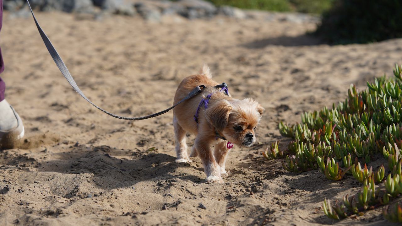 Chien plage Menton