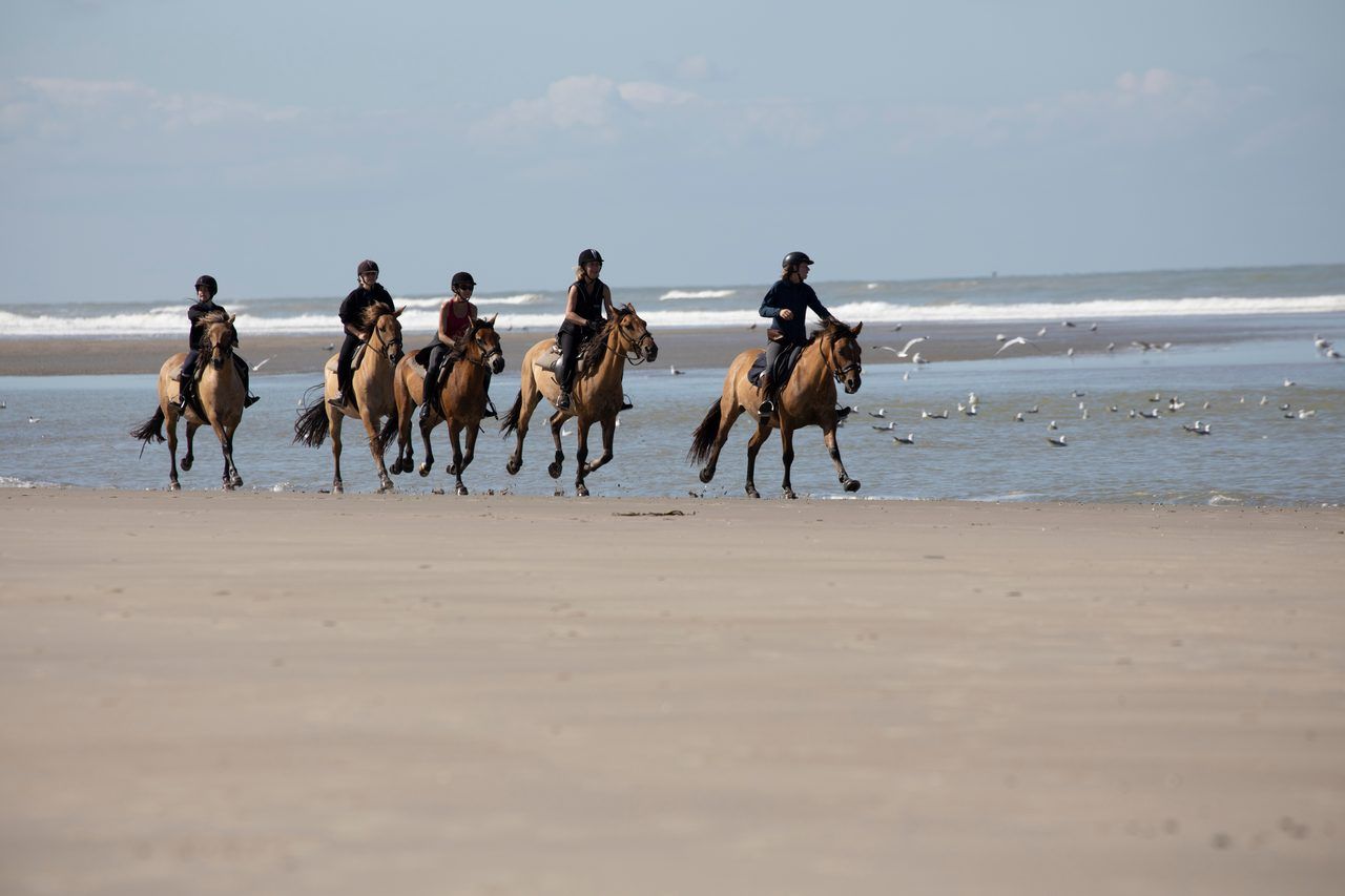 cheval plage Le Touquet