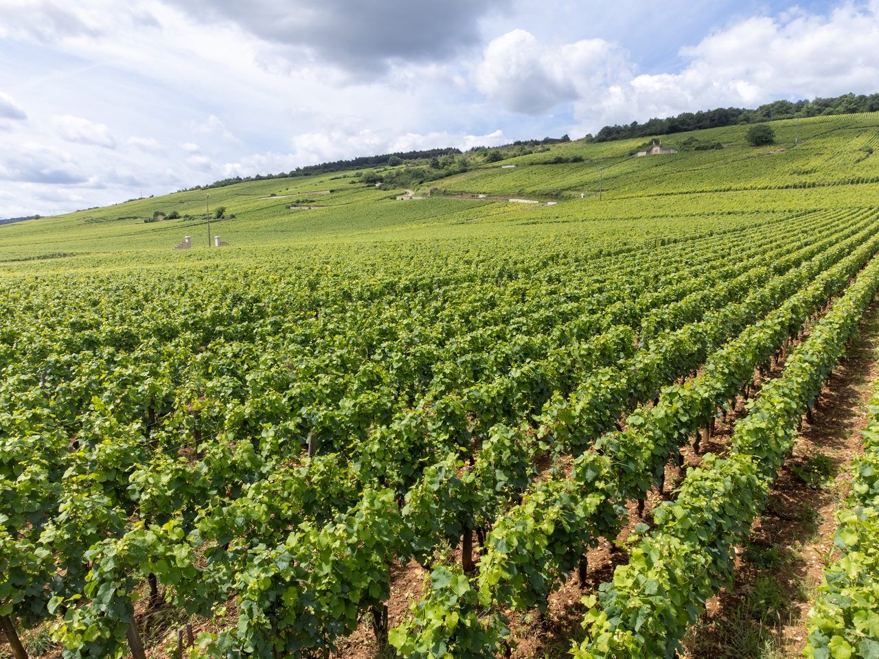 Vignoble Côte de Beaune