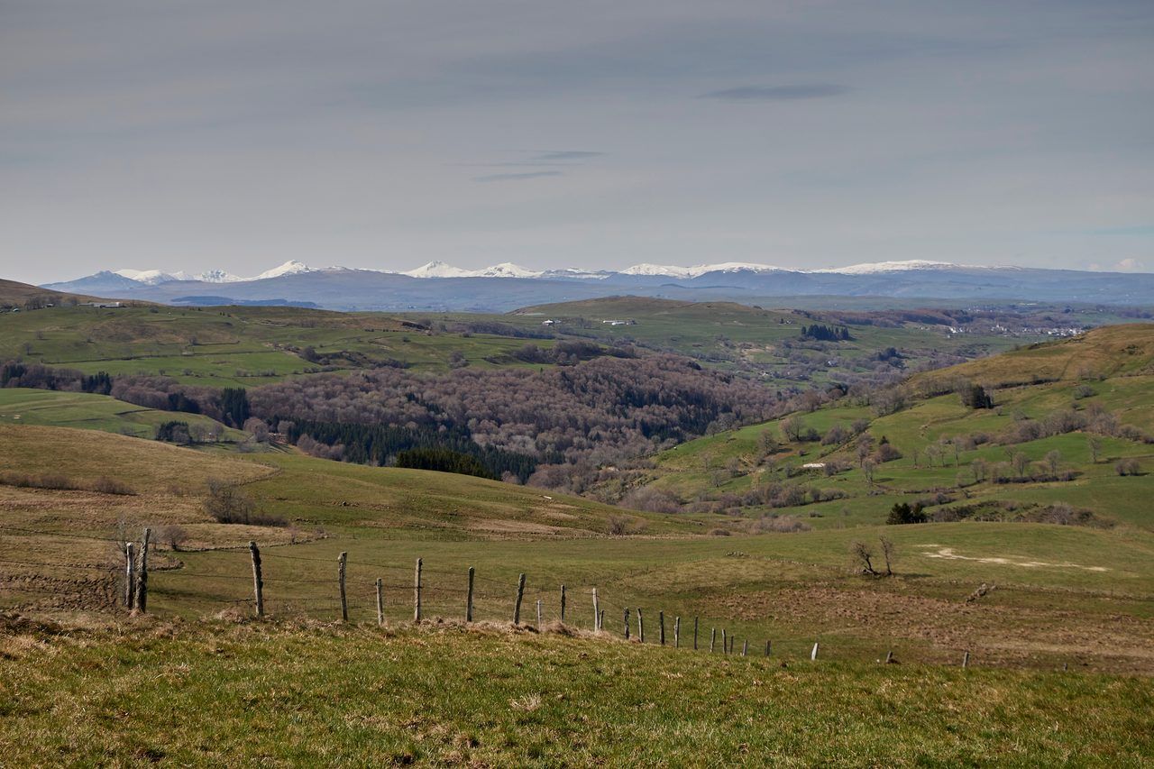 Plateau du Cézallier