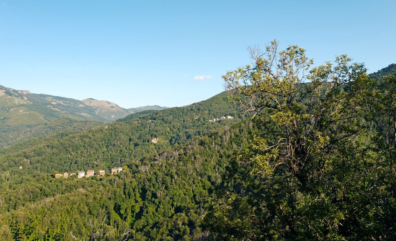Castagniccia forêt châtaigniers