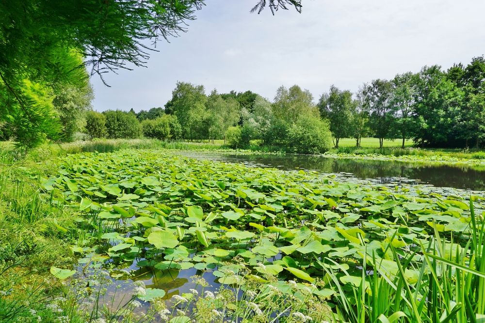 Rennes,,France, 14,June,2015 ,The,Parc,Des,Gayeulles,,A