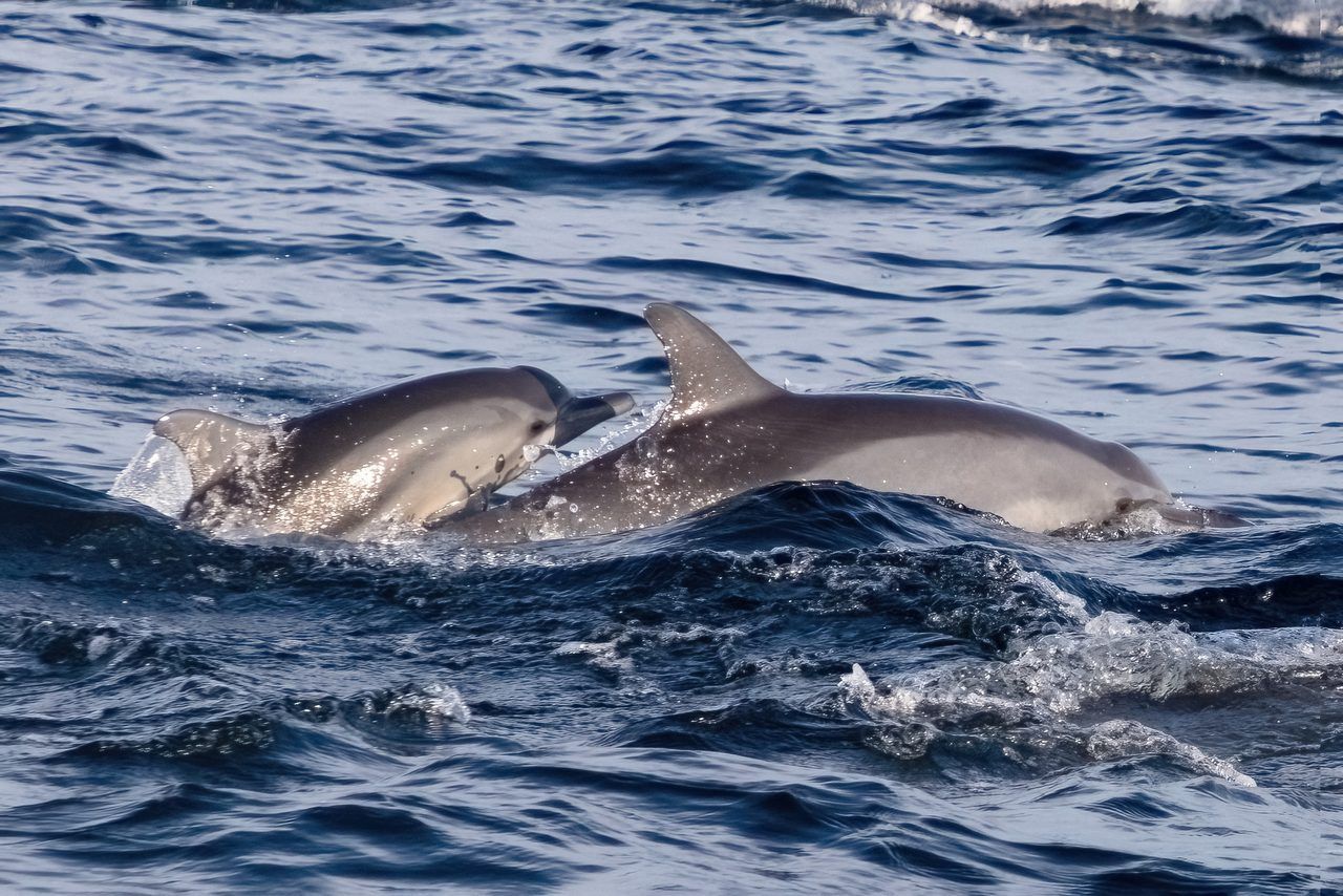 dauphins Lovina