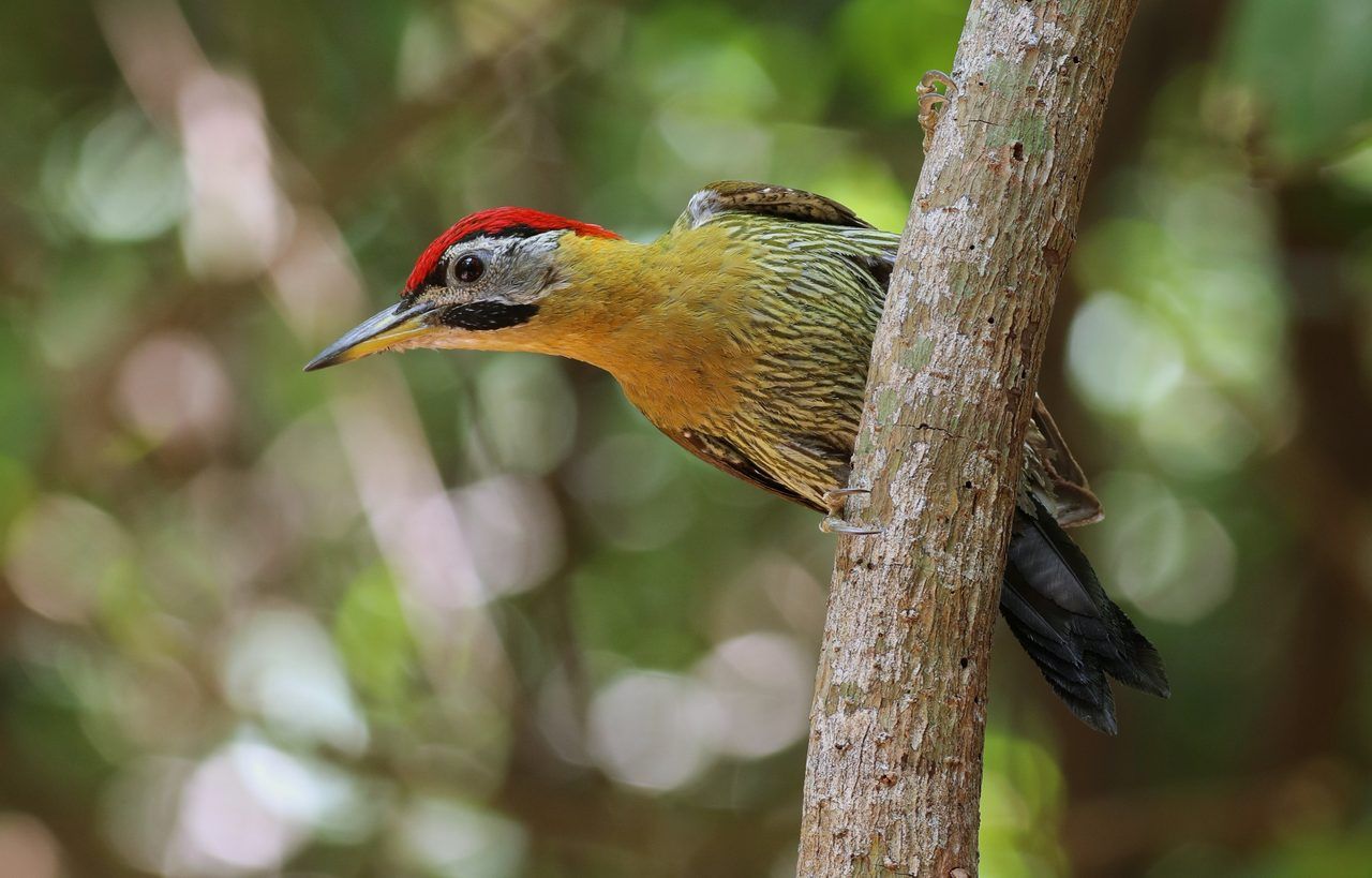 Parc national Bali Barat